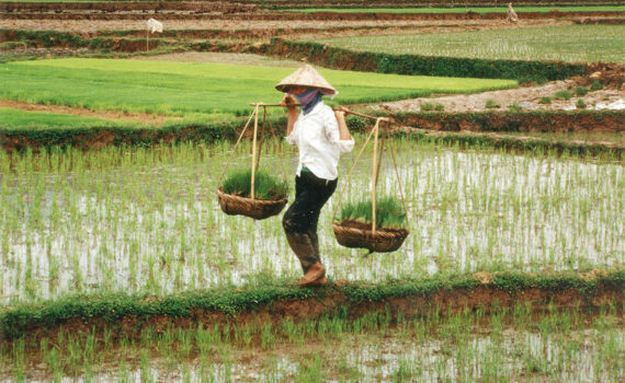 vietnamese farmers